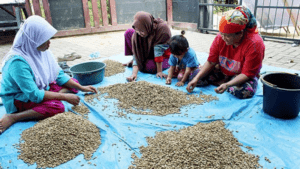 Hasil kopi Desa Karamatwangi. Sumber foto: Istimewa