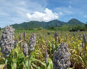 Tanaman Sorgum di Likotuden. Sumber foto: Istimewa 