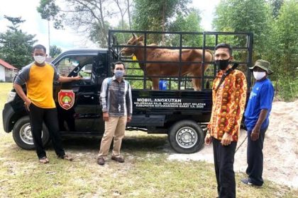 Setelah empat dekade, Dusun Tani akhirnya mendapatkan hewan kurban. Sumber foto : mmc.kotawaringinbaratkab.go.id