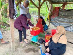 Poktan Desa Sayoang saat Panen Cabai Rawit. Sumber foto: Istimewa