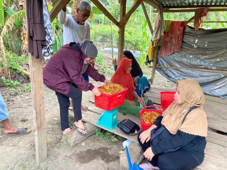 Poktan Desa Sayoang saat Panen Cabai Rawit. Sumber foto: Istimewa