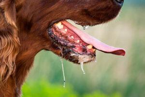 Ilustrasi Anjing Rabies. Sumber foto: Istockphoto