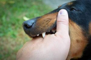 Ilustrasi Anjing Rabies. Sumber foto: Istock