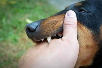 Ilustrasi Anjing Rabies. Sumber foto: Istock