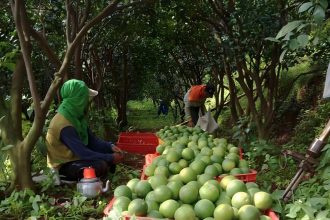  Petani Jeruk, Sumber Foto: hortikultura.pertanian.go.id