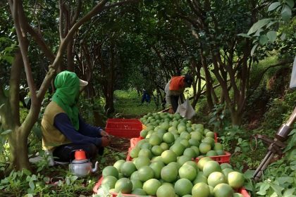  Petani Jeruk, Sumber Foto: hortikultura.pertanian.go.id