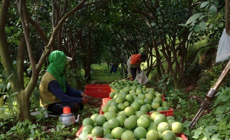  Petani Jeruk, Sumber Foto: hortikultura.pertanian.go.id