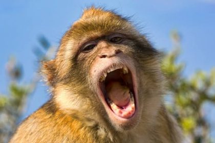 Monyet, Sumber Foto: Freepik