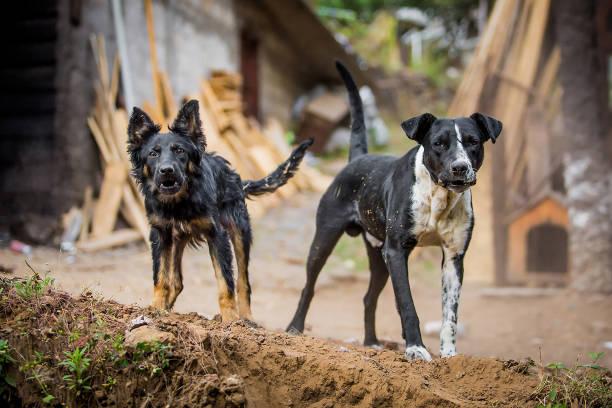 Ilustrasi anjing rabies Sumber Foto: Istockphoto