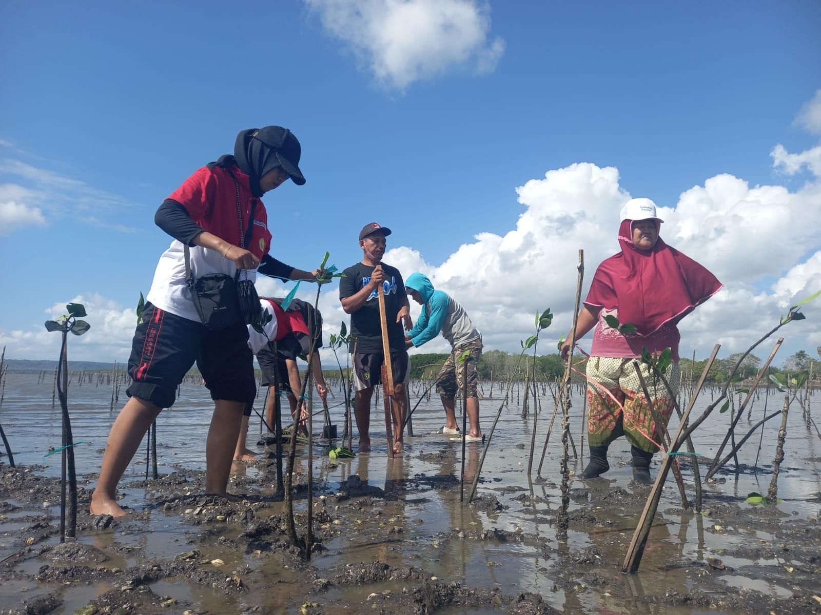 Mahasiswa menanam Pohon Mangrove bersama warga Desa Wringinputih di Wisata Konservasi Mangrove Cemara Kawang. Sumber foto : Pengelola Desa Wisata Wringinputih.