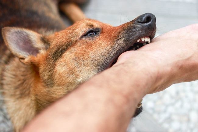 ilustrasi foto digigit anjing rabies, sumber foto: sumber resmi alodoc