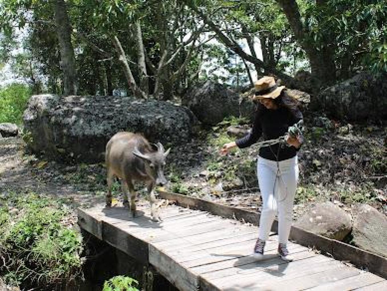 Menelisik Pesona Kebudayaan Suku Batak di Desa Wisata Hariara Pohan Wisatawan bermain dengan Hewan Kerbau khas Desa Hariara Pohan. Sumber foto : Dok. Kemenparekraf.