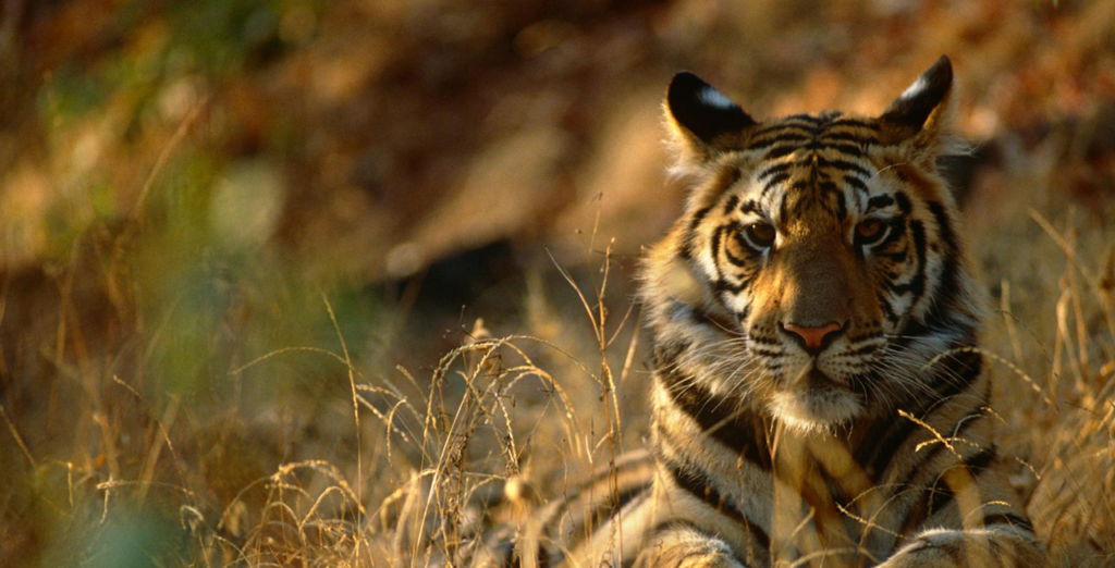 Harimau Sumatera Resahkan Warga Bengkulu Selatan