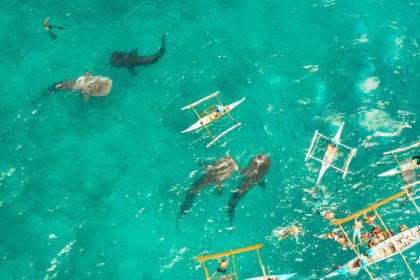 Ilustrasi objek wisata hiu paus di Desa Botubarani, Kabupaten Bone Bolango Sumber Foto: Istockphoto