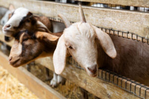 Ilustrasi peternakan kambing. Sumber foto: iStcok.