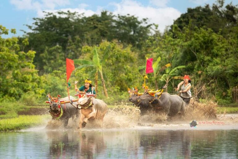 Kerapan Kerbau di Desa Wisata Manistutu. Sumber foto : Desa Wisata Manistutu.