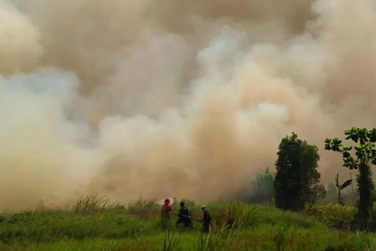 30 Hektare Lahan Habis Akibat Karhutla di Desa Sungai Rutas Sumber foto: tapinkab.go.id