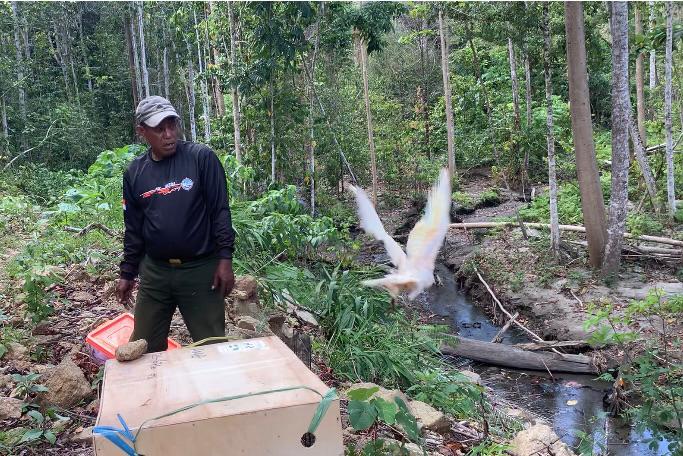 BKSDA Lepaskan Puluhan Satwa Endemik Asli Maluku, Sumber Foto: menlhk.go.id