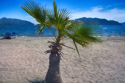 Ilustrasi Pohon Sagu, Sumber Foto: istock
