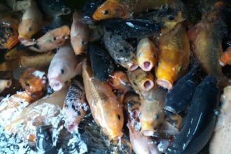 foto ilustrasi budidaya ikan tawar, sumber foto: sumber resmi alam tani.com