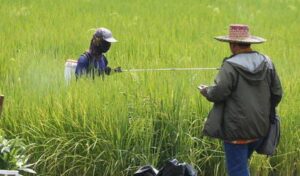 ilustrasi foto padi, sumber foto: istimewa