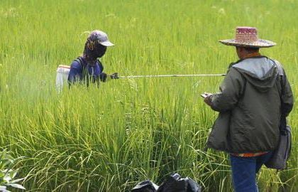 ilustrasi foto padi, sumber foto: istimewa