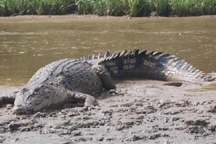 ilustrasi foto buaya, sumber foto: sumber resmi pemkab banyuasin