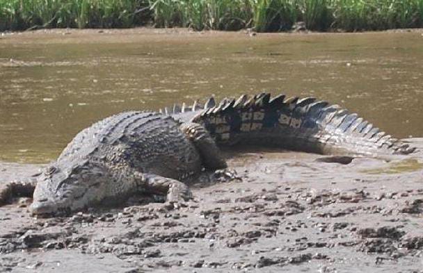 ilustrasi foto buaya, sumber foto: sumber resmi pemkab banyuasin