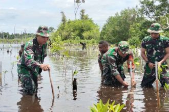 ilustrasi foto TNI menanam pohon Mangrove, sumber foto: sumber resmi TNI AD