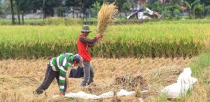 Ilustrasi desa mandiri dengan memanfaatkan sektor pertanian Sumber Foto: Istimewa