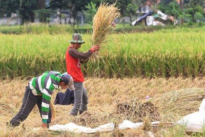 Ilustrasi desa mandiri dengan memanfaatkan sektor pertanian Sumber Foto: Istimewa