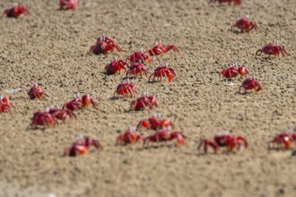 Ilustrasi Bibit Kepiting, Sumber Foto: Istock