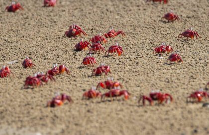 Ilustrasi Bibit Kepiting, Sumber Foto: Istock