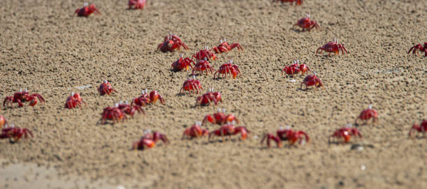 Ilustrasi Bibit Kepiting, Sumber Foto: Istock