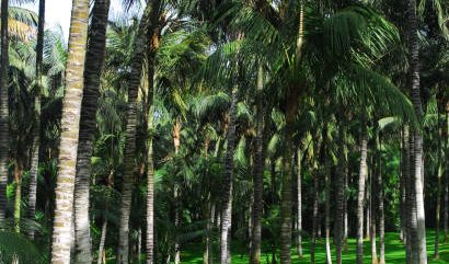Taman Kelapa Diharap Genjot Produksi Kelapa dan Wisatawan