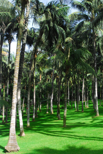 Kelapa yang menjadi salah satu komoditas utama Kabupaten Gorontalo Sumber Foto: Istockphoto