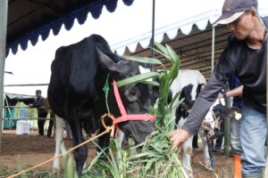 Potret peternak sapi perah di Desa Galengdowo. Sumber foto: Istimewa 