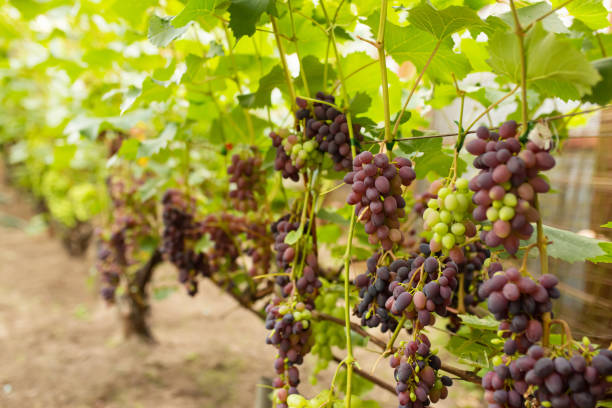 Buah Anggur. Sumber foto: iStock.