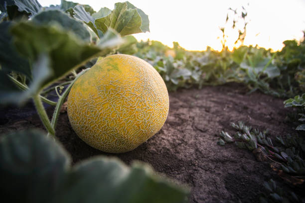 Buah Melon. Sumber foto: iStock.