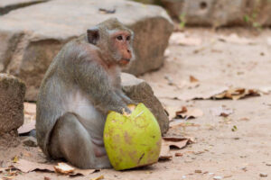 Monyet turun gugung disebabkan kelaparan. Sumber foto: iStock.