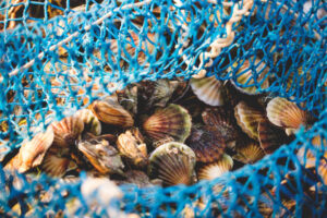 Kerang Simping. Sumber foto: iStock