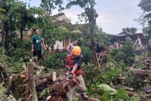 Petugas Tim Reaksi Cepat BPBD Bondowo saat merapikan bekas pohon tumbang bersama warga. Sumber foto: Dok BPBD Bondowoso.