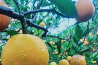 Agro Petik Jeruk di Desa Wisata Selorejo . Sumber: http://selorejo-malangkab.desa.id/