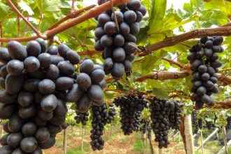 Anggur Brazil. Sumber: iStock