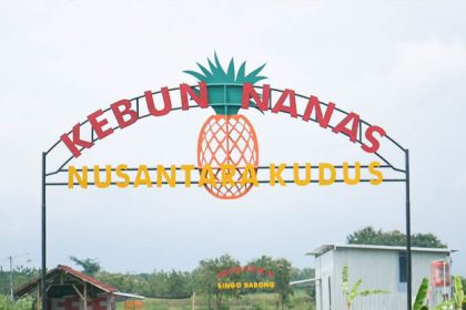 Wisata Kebun Nanas Nusantara yang dirintis Badan Usaha Milik Desa (BUM Desa) Sidomakmur Sejahtera, Desa Pedawang, Kecamatan Bae, Kabupaten Kudus. Sumber: Dok Pemdes Pedawang.