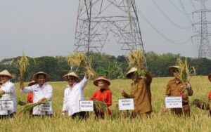 Antisipasi Dampak El Nino Petani Behasil Panen Padi 15 Hektare Sumber foto: kotabarukab.go.id