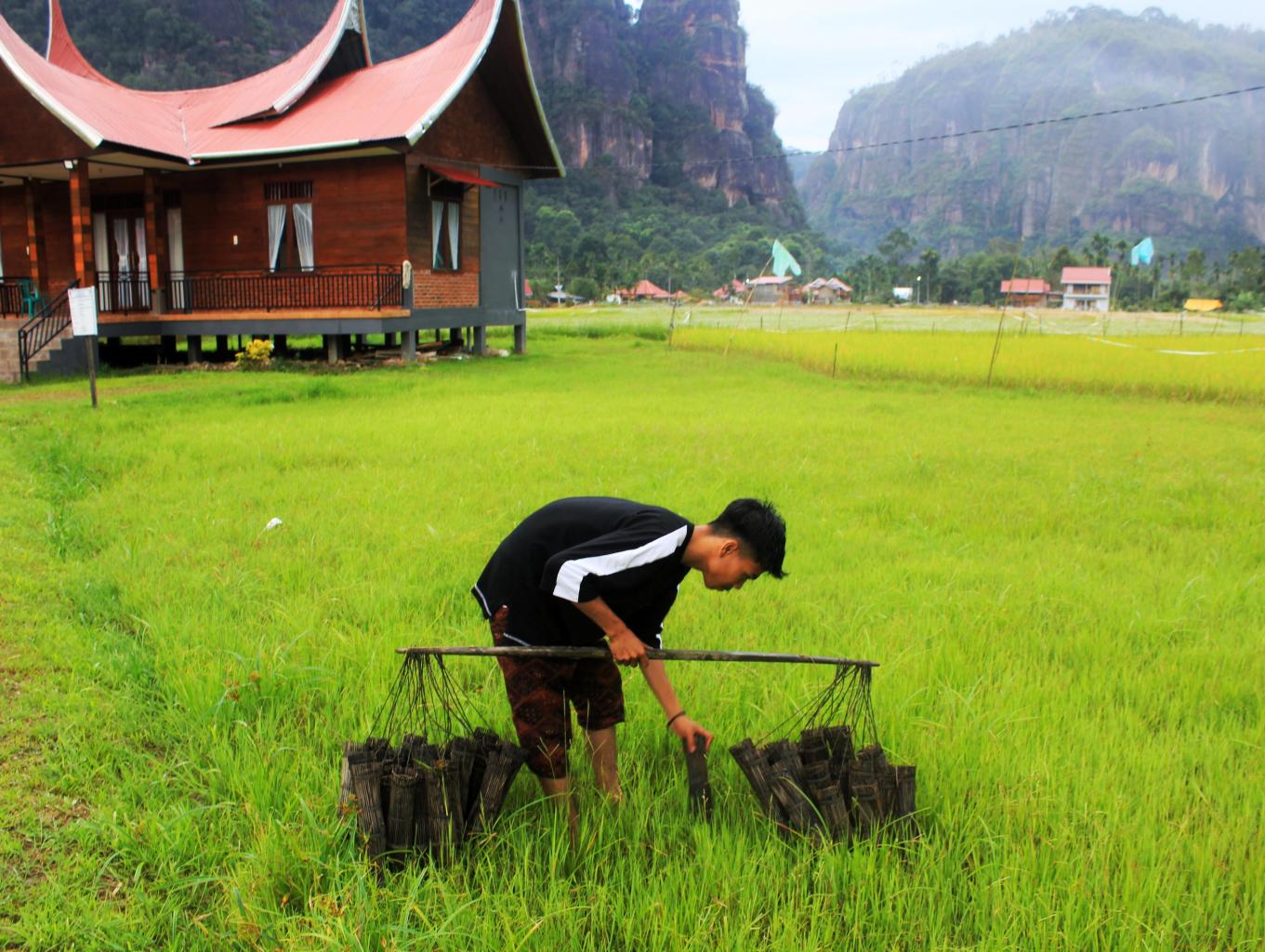 Destinasi berupa hamparan sawah dan Rumah Adat Mayang Taurai ditengahnya di Desa Wisata Dangau Saribu. Sumber foto : Dok. Kemenparekraf.