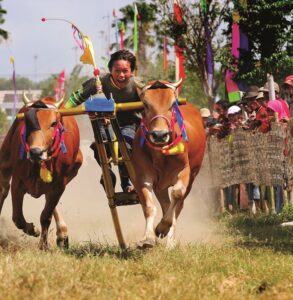 Tradisi Kerapan Sapi Madura Sumber Foto: Twitter Noor Sumanto