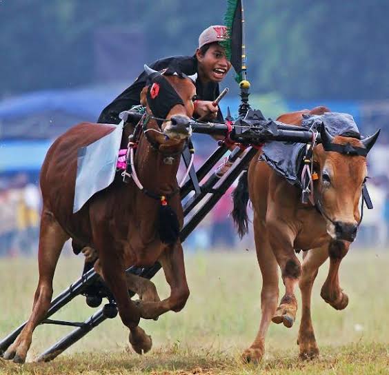 Tradisi Kerapan Sapi Madura Sumber Foto: Twitter Noor Sumanto