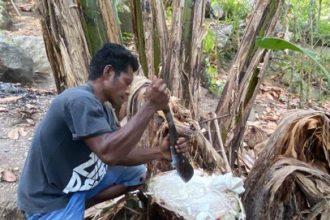 foto mengambil air batang pohon pisang, sumber foto: istimewa